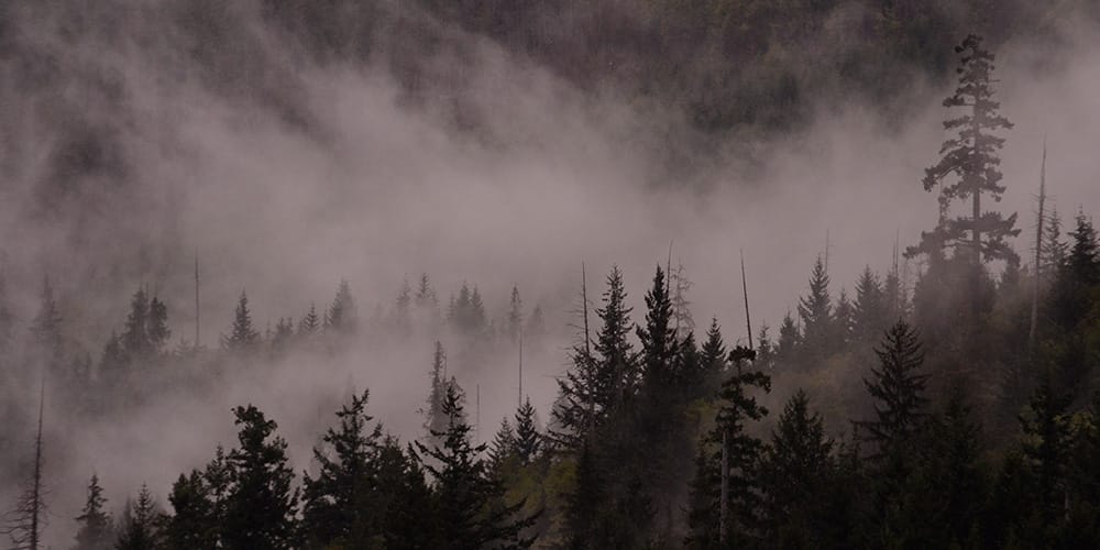 las za mgłą